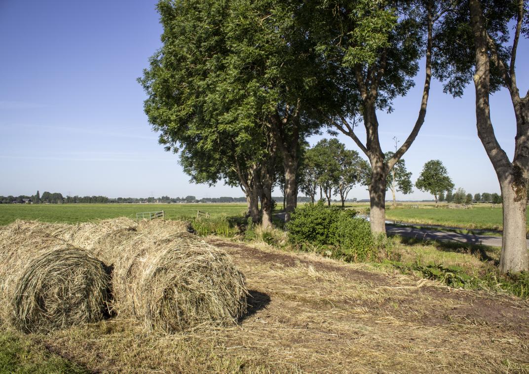 Hooibalen in een weiland