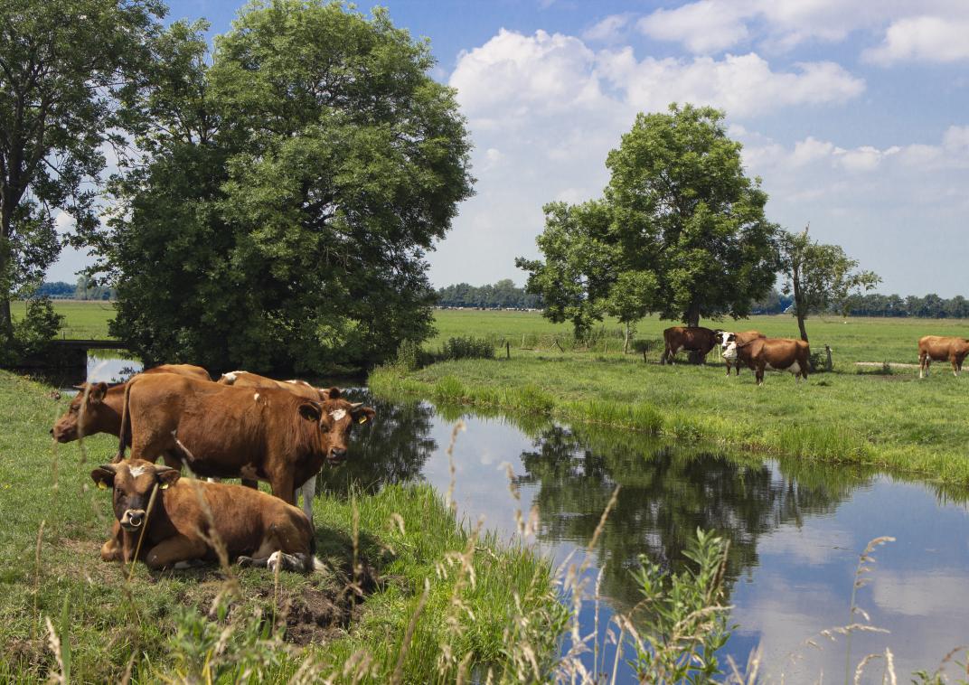 Weiland met koeien naast een sloot in Noordeloos