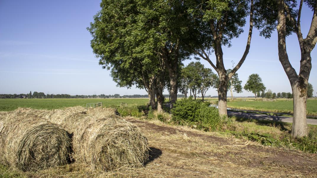 Hooibalen in Bleskensgraaf