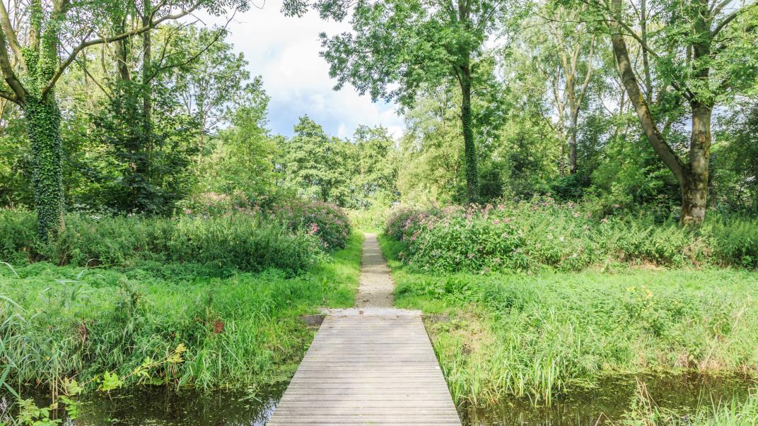 Houten bruggetje in het Loetbos