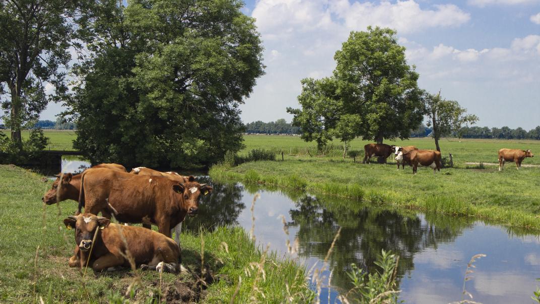 Weiland met koeien naast een sloot in Noordeloos