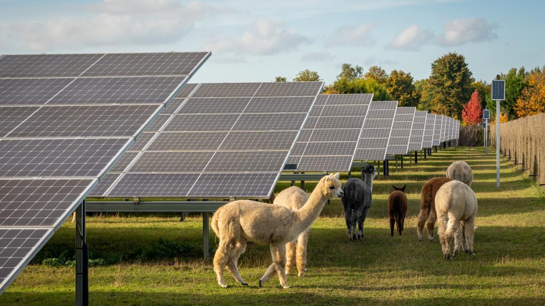 Zonnepanelen in weiland met dieren die grazen