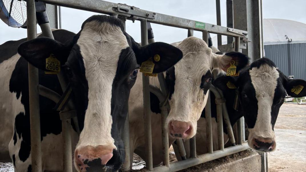 Koeien op stal bij boerderij